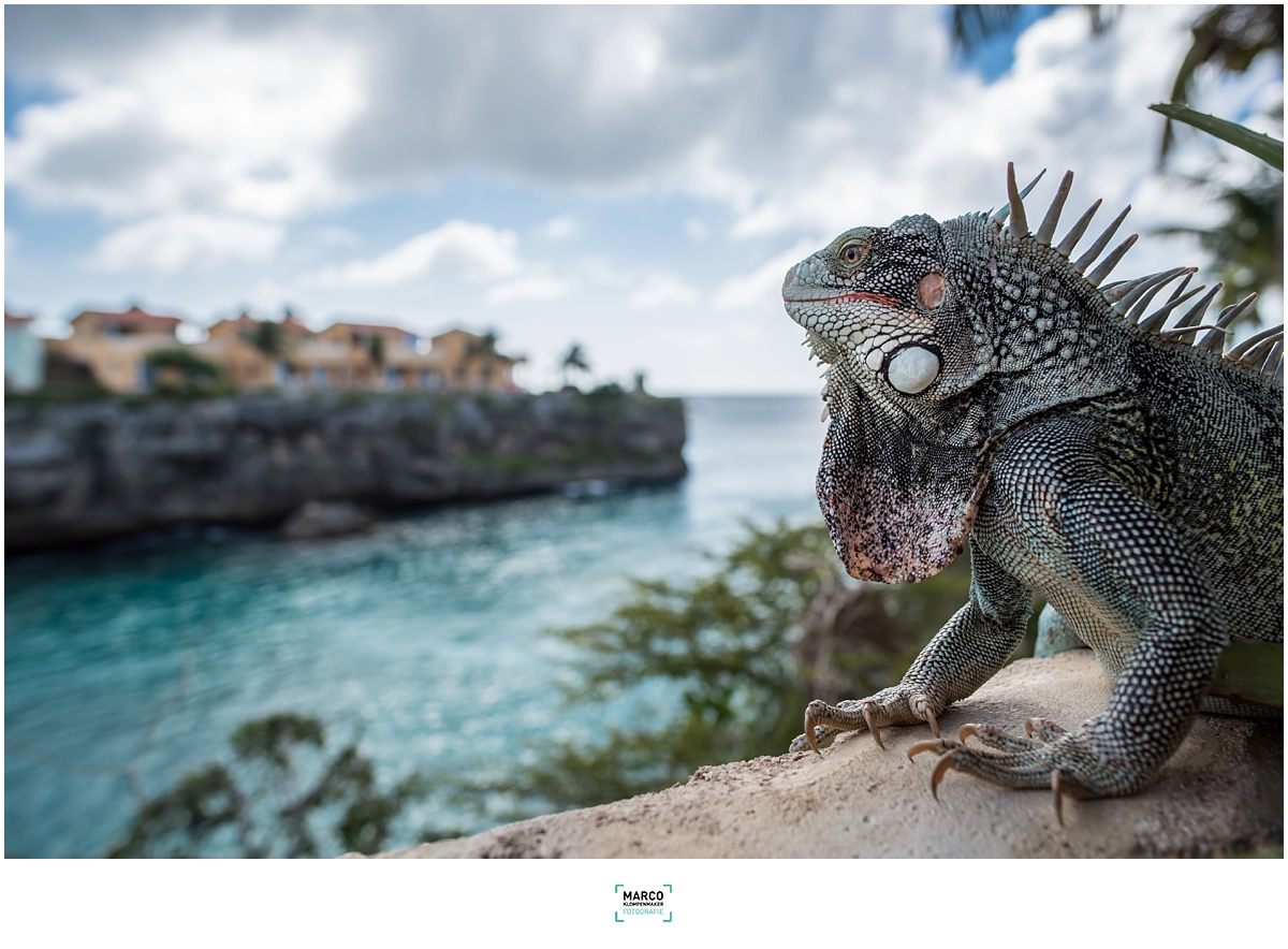 fotograaf Curacao_2265
